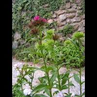 Oeillet du poete (2)